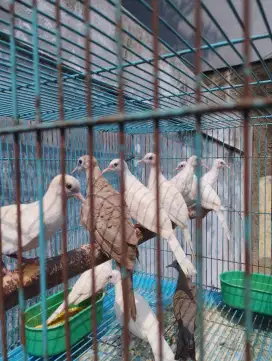 Perkutut warna jantan pilihan