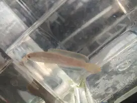 Jual ikan chana limbata CB
