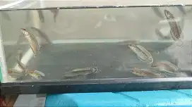 Jua ikan chana andrao