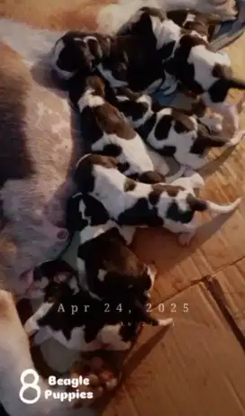 Beagle jantan dan betina