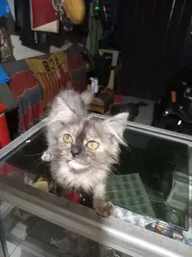 Kitten pure persia