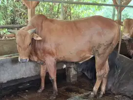 Menjual sapi peliharaan/untuk kurban