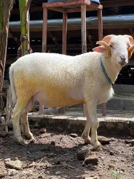 Domba Qurban Gemuk