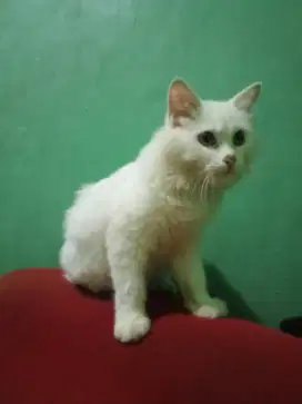 Jual kucing putih polos seperti macan umur 4blnan