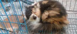 Lepas adop jenis kelamin betina kurang lbh 1 thn