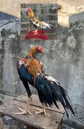 Ayam LHK murni usia 8 bulan
