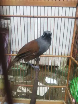 burung poksay medan