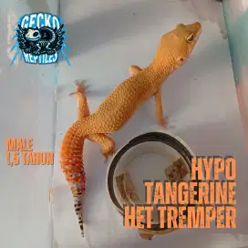 Hypo Tangerine Het Tremper - Leopard Gecko Dewasa