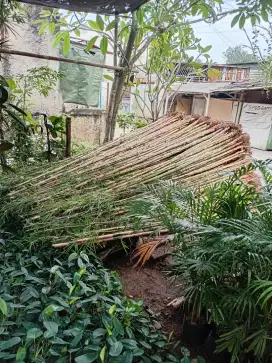 bambu jepang dan tanaman hias