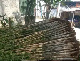 bambu jepang dan tanaman hias
