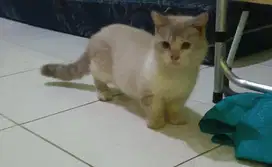 Kucing ragdol munckin