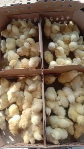 ANAK AYAM BOILER
