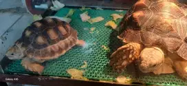 JUAL SULCATA SEPASANG