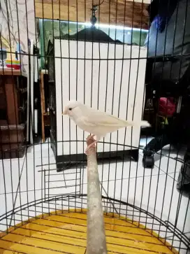 Kenari betina putih