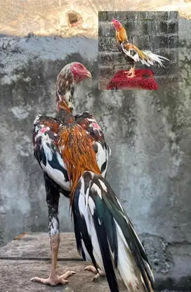 Ayam LHK thailand murni usia 8 bulan