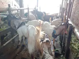Kambing Qurban dan Aqiqah di Cengkareng Jakarta Barat Harga terjangkau