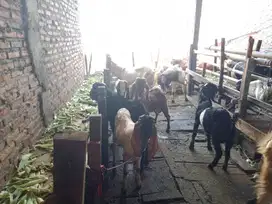 Kambing Qurban dan Aqiqah di Cengkareng Jakarta Barat Harga terjangkau