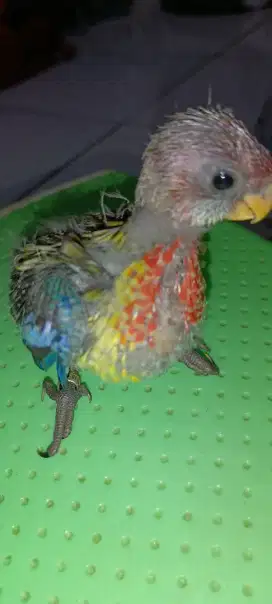 Baby Rosella mantul