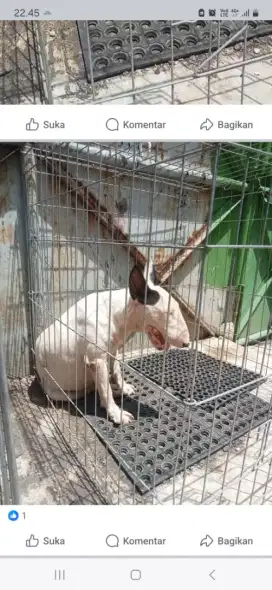 Indukan bullterier darah import