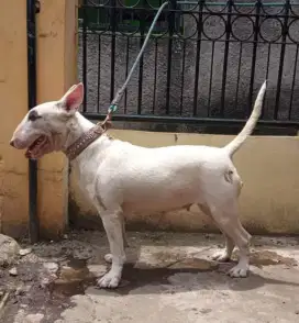 Indukan bullterier anak import