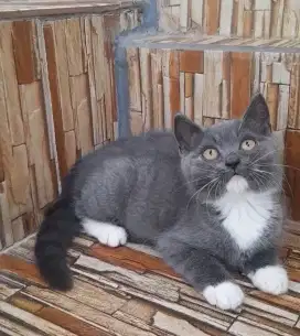 Kitten British Shorthair