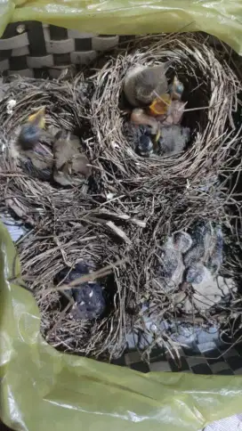 Burung lolohan anak