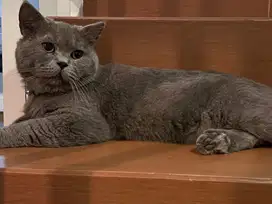 Kucing BSH Blue Jantan