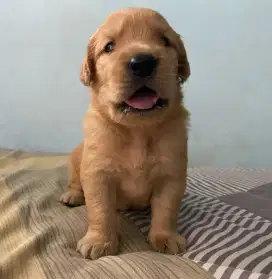 Golden Redriever Puppies
