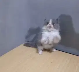 Kucing BLH bicolor