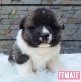 Big bone American Akita puppy