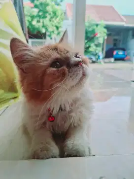 Kucing flatnose jantan oyen lucu