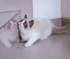 Ragdoll betina 3 bulan anakan ped.