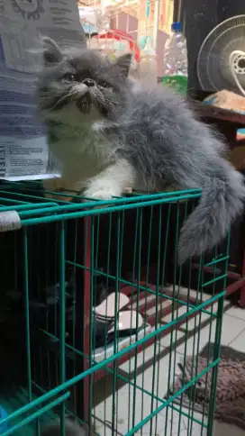 Kitten peak jantan