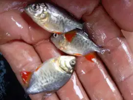 Jual bibit ikan bawal