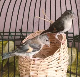 Redsiskin betina