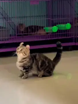 Munchkin Kinkalow/Kucing Cebol