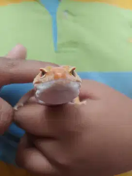 Gecko warna cerah bagus, betina cantik!
