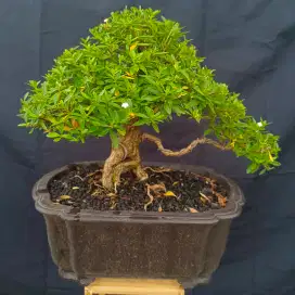 Bonsai seribu bintang