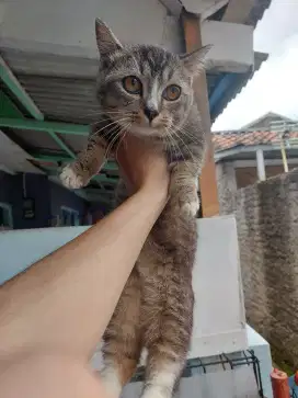 KUCING MUNCHKIN 11 bulan