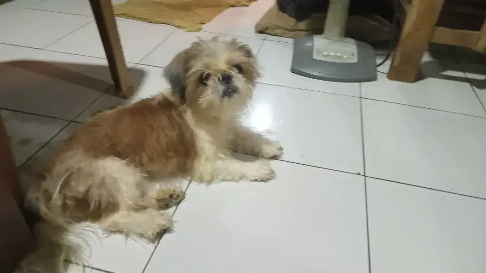 Indukan Shitzhu pure