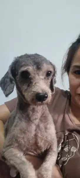 Di JUAL ANJING POODLE