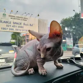 Kucing sphynx male