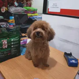 Maltipoo Mini Toy Jantan
