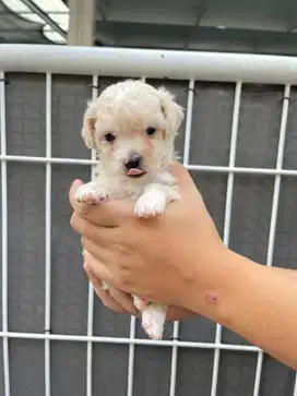 Jual Puppies Maltipoo Betina Light Apricot