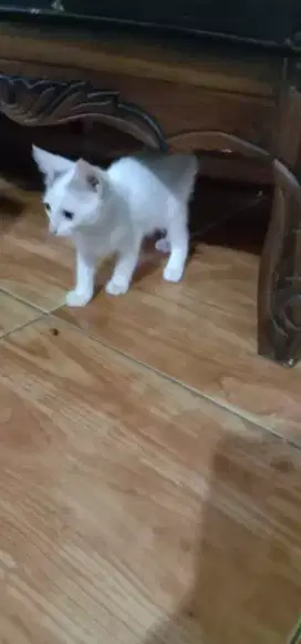 Kucing Persia Mixdom