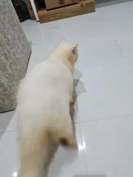 Adopt Anabul Persia