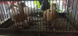 Burung Puter Jantan bunyi/manggung