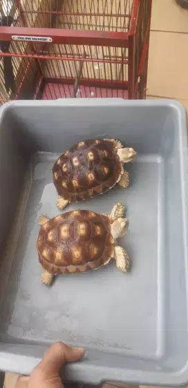 Jual kura2 sulcata 1 pasang