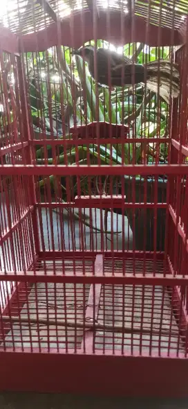 Burung Trucukan jantan