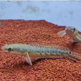 Ikan Baby Maru Ys